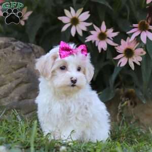 Willow, Maltipoo Puppy